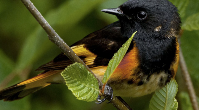 A summertime  American Redstart encounter in Maine